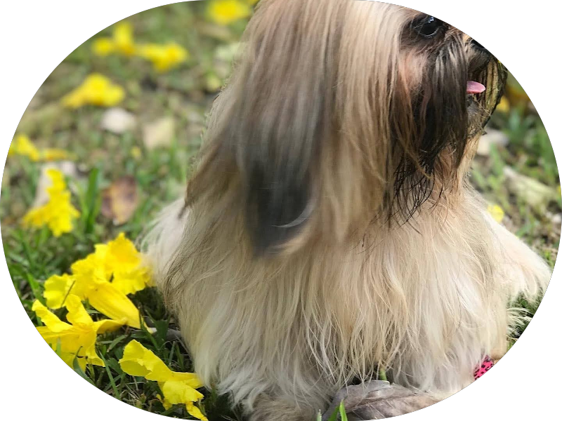 Foto 5 de Consultório odontológico Blumenau