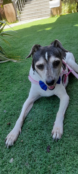 Foto 3 de Consultório Odontológico Dr.Antonio Carlos Sá Moreira