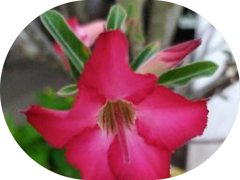 Foto 3 de Consultório Odontológico Dr. Bezerra Filho