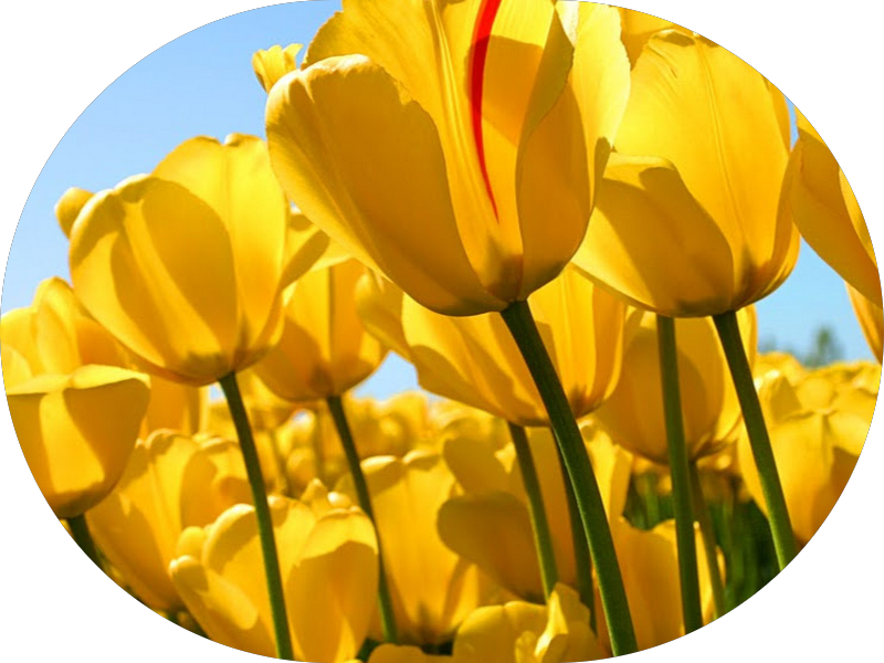 Foto 3 de Consultório Odontológico Dra.Nayandra Costa