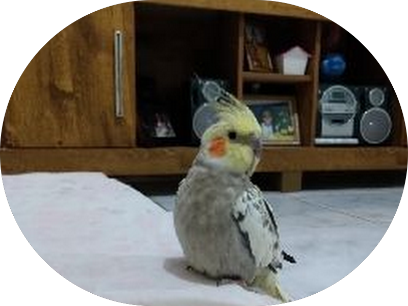 Foto 3 de Consultório Odontológico Dra. Patricia Tomáz