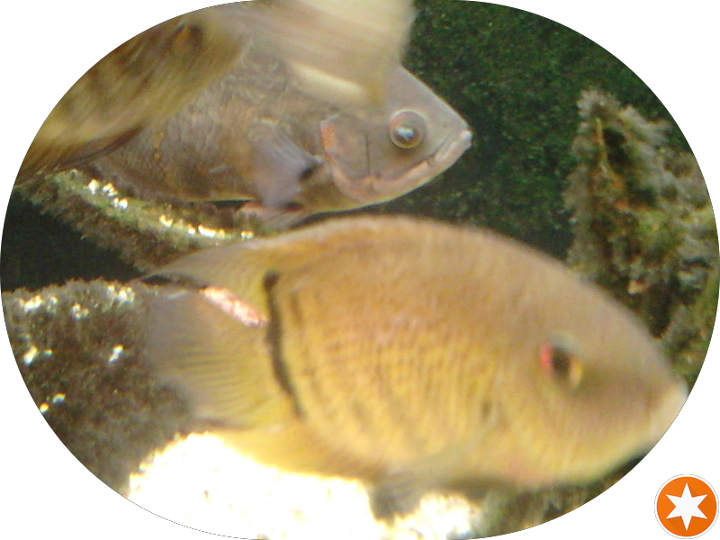 Foto de Consultório Odontológico - Marcelo Vianei