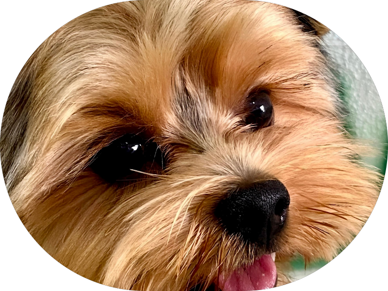 Foto 3 de COZ Centro Odontologico Zerbini