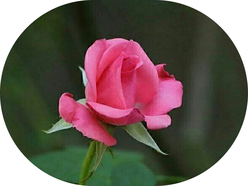 Foto 2 de Cristine Kitayama