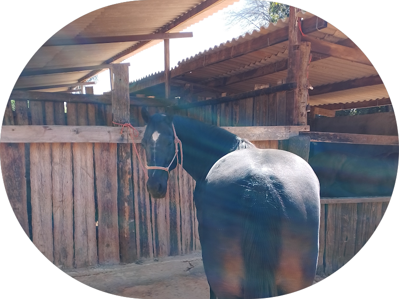 Foto 5 de CROE Odontologia Garavelo