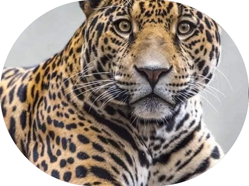 Foto 5 de D'Amaro Odontologia - Dentista