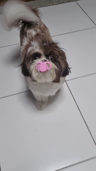 Foto 3 de D’Prata Pet