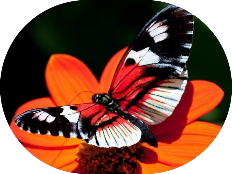 Foto 6 de Dalí Odontologia