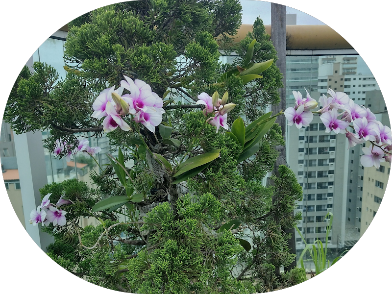 Foto 3 de Dantas Odontologia - Dra. Renata Dantas & Dr. José Antônio Dantas