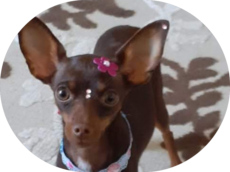 Foto 3 de Dental Orthosiso Cristo Rei