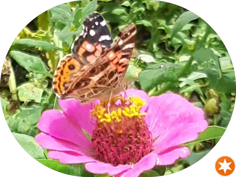 Foto 5 de Dentale Clínica Odontológica