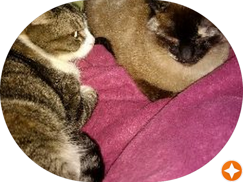 Foto 6 de Dentemergência 24 horas - Santo André