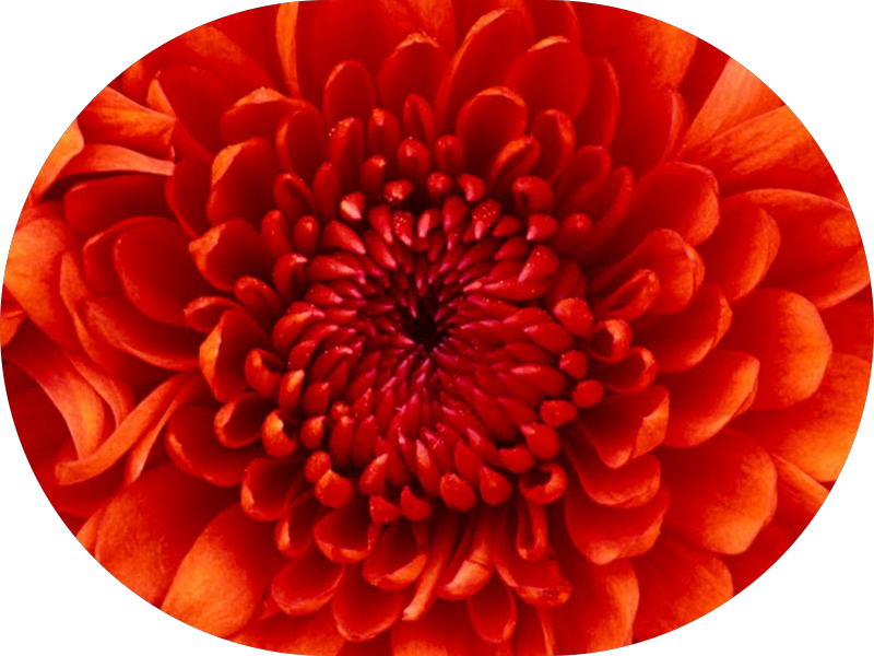 Foto 6 de Dentista 24 horas Urgências ORAL CLINIC