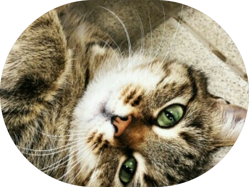 Foto 2 de Dentista da Família