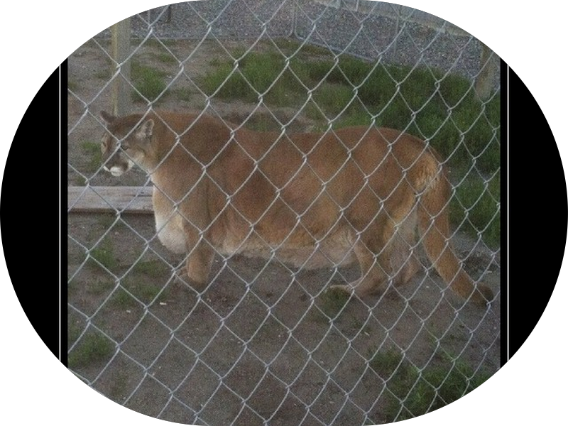 Foto 3 de Dentista Dr.Acyr Bastos Em Jardim América