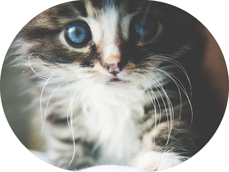 Foto 3 de Dentista-Dr. karla