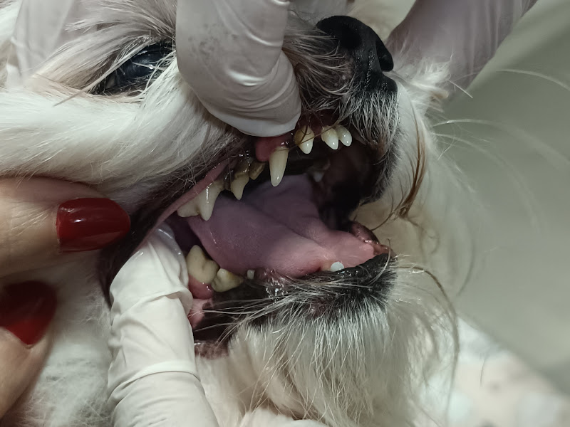 Foto de Dentista Veterinária Dra. Marília Leite