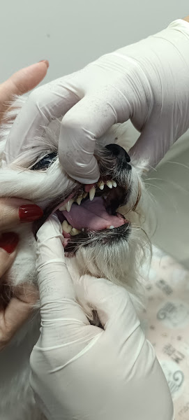 Foto 2 de Dentista Veterinária Dra. Marília Leite