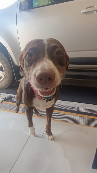 Foto 3 de Dentista Veterinária Dra. Marília Leite