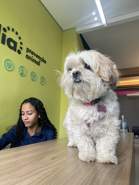 Foto 3 de Dia. Prevenção Animal