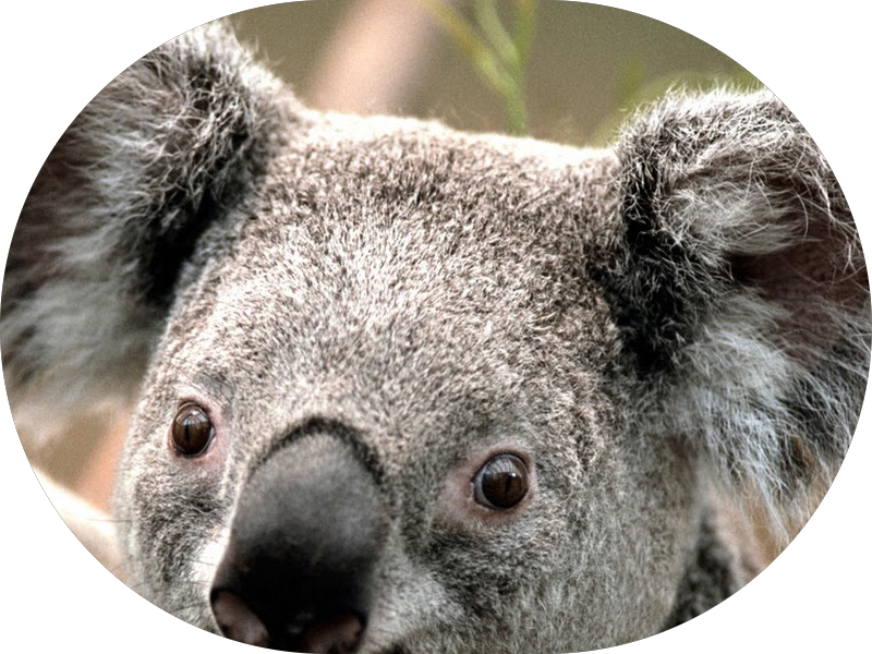 Foto 2 de Diagnósticos RM