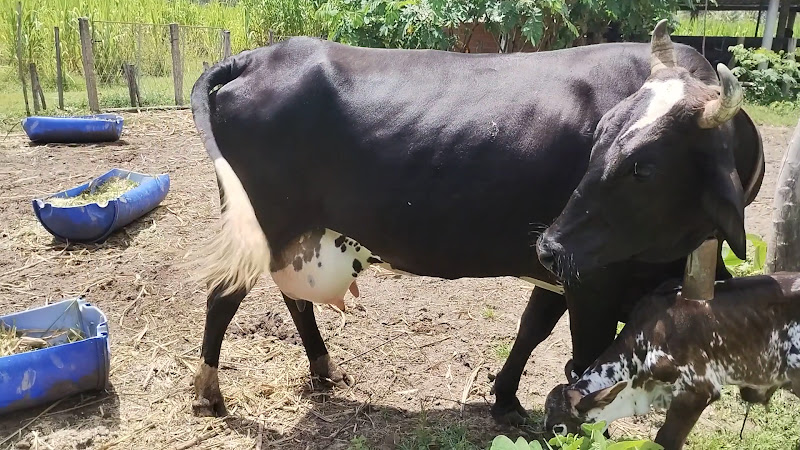 Foto 3 de Doctor Pet