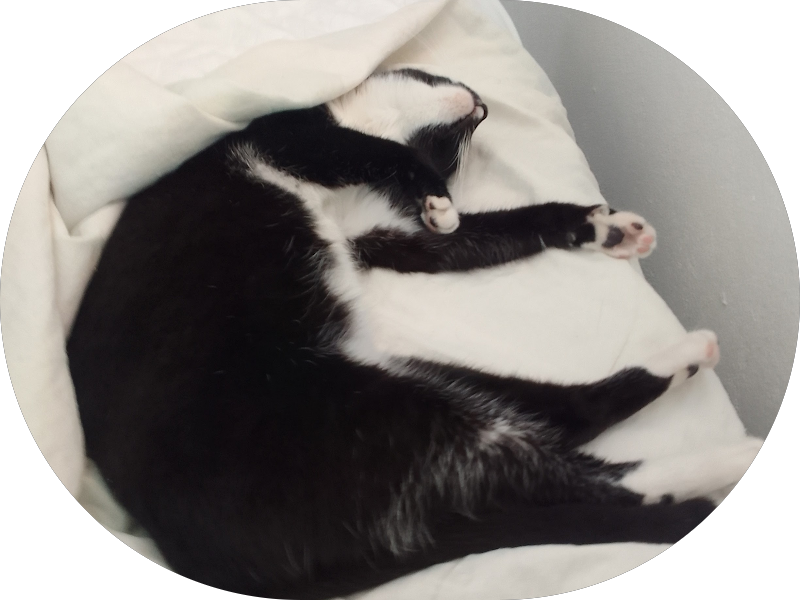 Foto 2 de Doutor Sorriso Campos 239