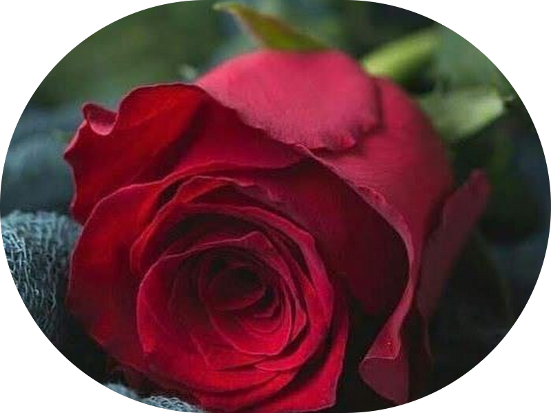 Foto 4 de Doutora Hyane Alencar