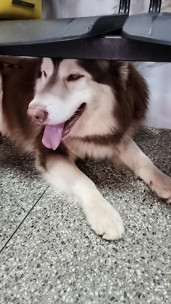 Foto 5 de Dr Animal Vicente Pires Rua 8 - Clínica Veterinária e Pet Shop