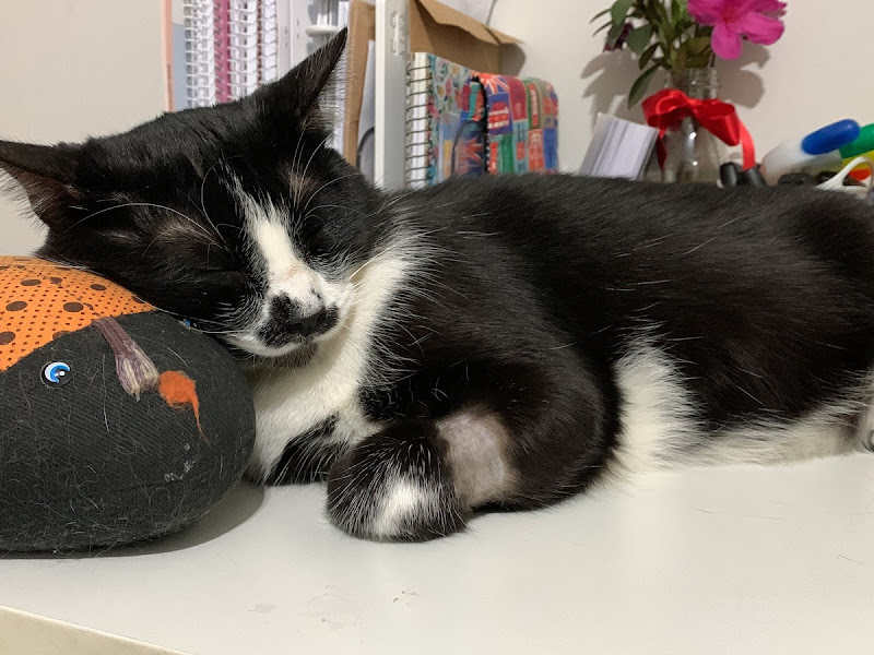 Foto 11 de Dr Animal Vicente Pires Rua 8 - Clínica Veterinária e Pet Shop