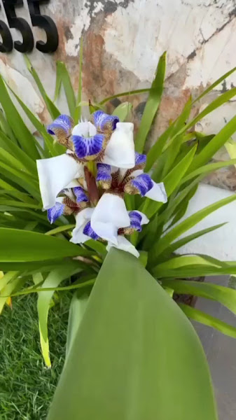 Foto 3 de Dr Bruno Lima