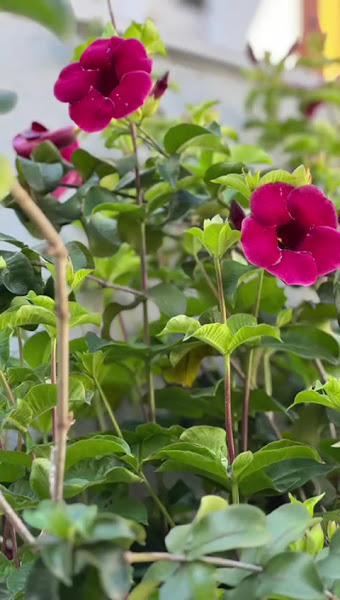 Foto 3 de Dr Fernando André Barth - Ortodontia - Invisalign - Aparelho - Alinhador - Ortognática