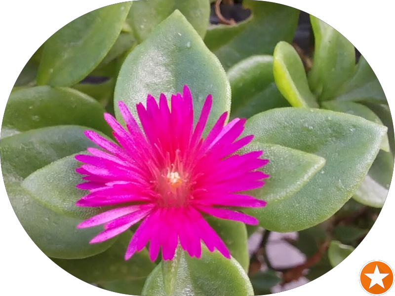 Foto 4 de Dr. Fernando Koda - Dentista