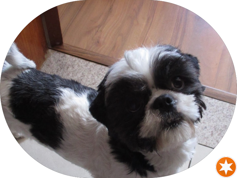 Foto 4 de Dr. Horácio Barroso Mourão, Dentista