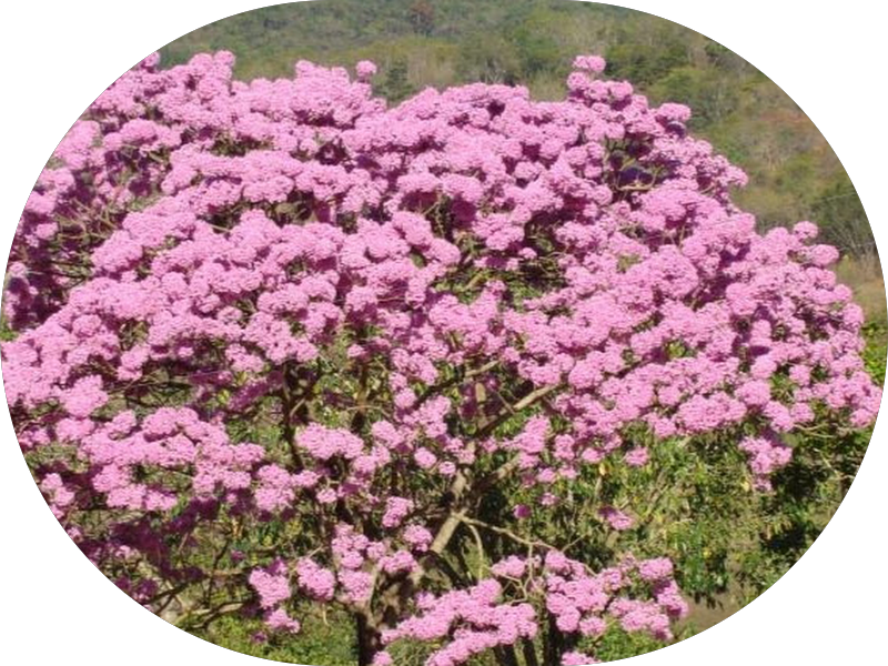 Foto 3 de Dr. Jorge Serra Borges