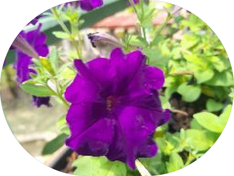 Foto 2 de Dr. Leandro Lobato - Dentista em Macapá