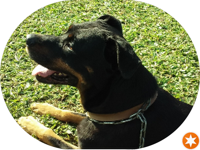 Foto 2 de Dr. Luís Eduardo Duarte Irala