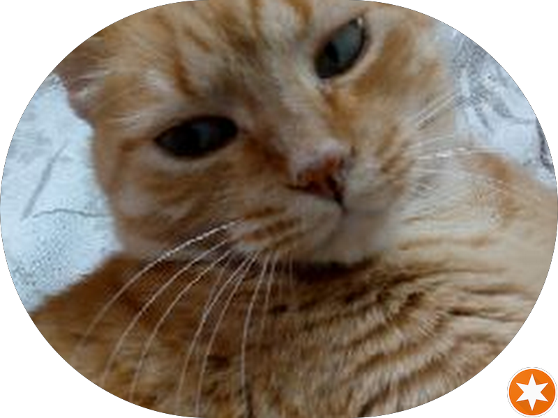 Foto 3 de Dr. Luiz Augusto Deldotto, C. D. Centro De Odontologia Ocupacional.