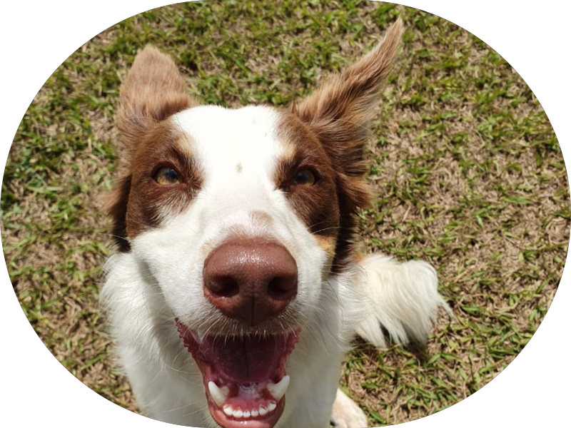 Foto 3 de Dr. Luiz Henrique Guimarães