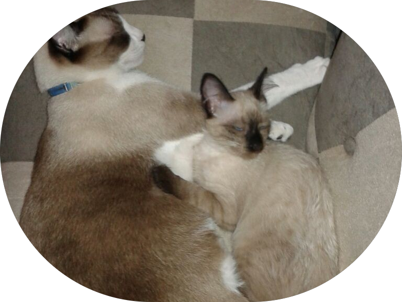 Foto 3 de Dr. Matheus - Especialista em Prótese Dentária