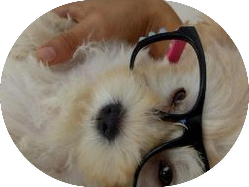 Foto de Dr Thiago Henrique V Matos