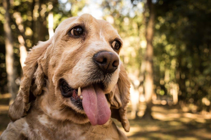 Foto 2 de Dr. Vet Express