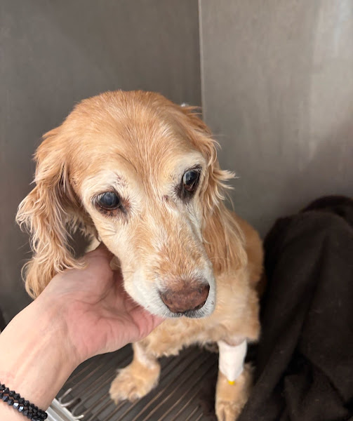 Foto 3 de Dr. Vet Express