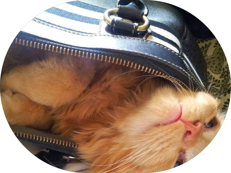 Foto 3 de Dra Amália C. Vaz de Carvalho - The Smile expert - Odontologia