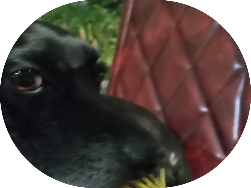 Foto 3 de Dra Ana Paula Ruiz Silva