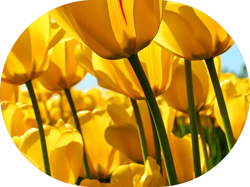 Foto 5 de Dra. Andreia Tramontini Soletti - Dentalux