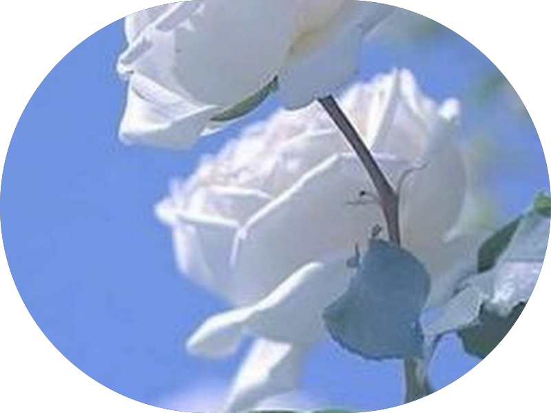 Foto 4 de Dra. Andreza Dias