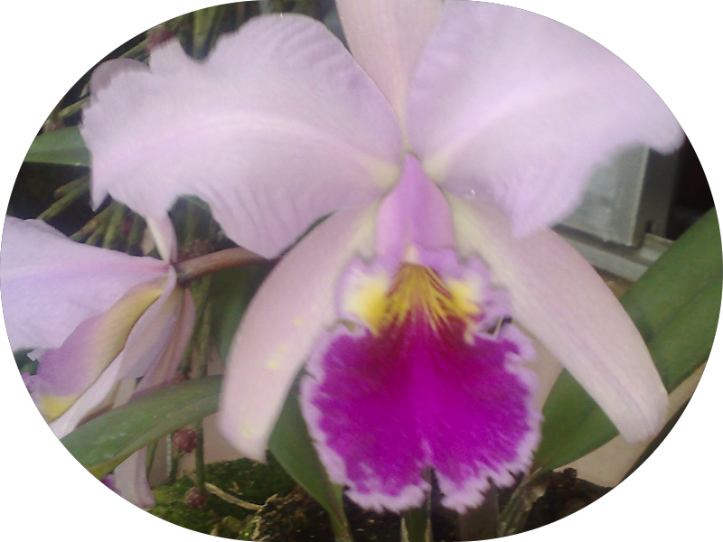 Foto 3 de Dra. Bárbara Ottomar