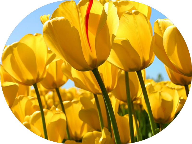 Foto de Dra. Brenda Silva - Cirurgiã Dentista - Divinópolis