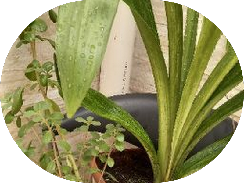 Foto 5 de Dra. Camila Dória - Dentista